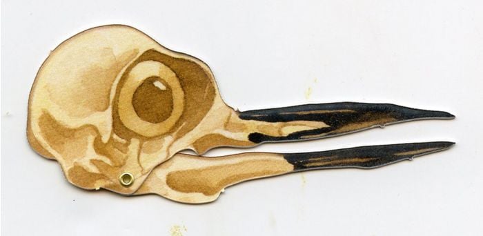 Woodpecker (Pileated) Skull Model®.