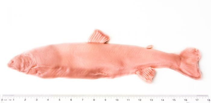 Salmon Fish Printing Replica (18")