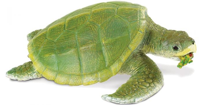 Sea Turtle (Ridley) Model