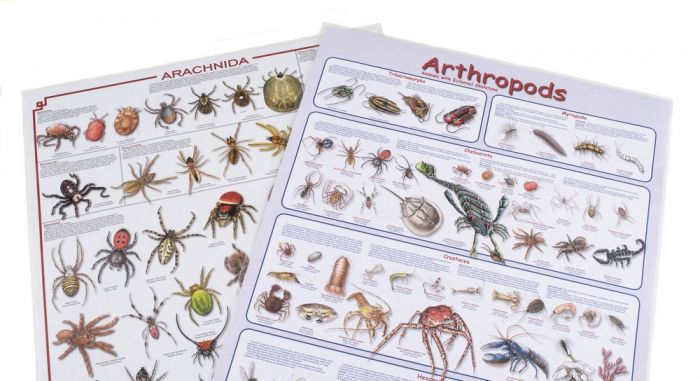 Arthropod & Arachnid Laminated Poster Set (Discounted Set of 2 Posters)