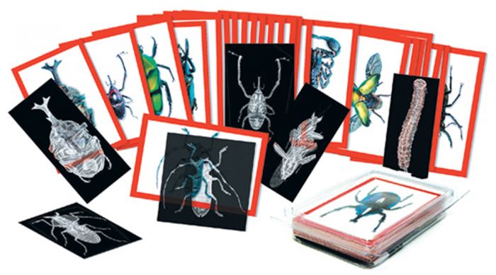 Insect X-Rays And Picture Cards