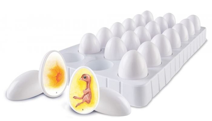 Chick Life Cycle Exploration Set chick-life-cycle-exploration-set