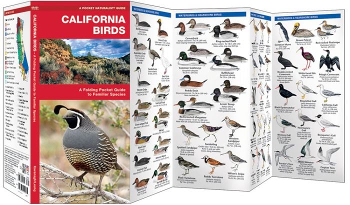 California Birds (Pocket Naturalist® Guide).