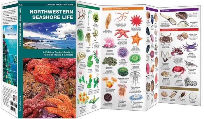 Northwestern Seashore Life (Pocket Naturalist® Guide).