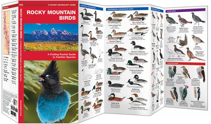 Rocky Mountain Birds (Pocket Naturalist® Guide).