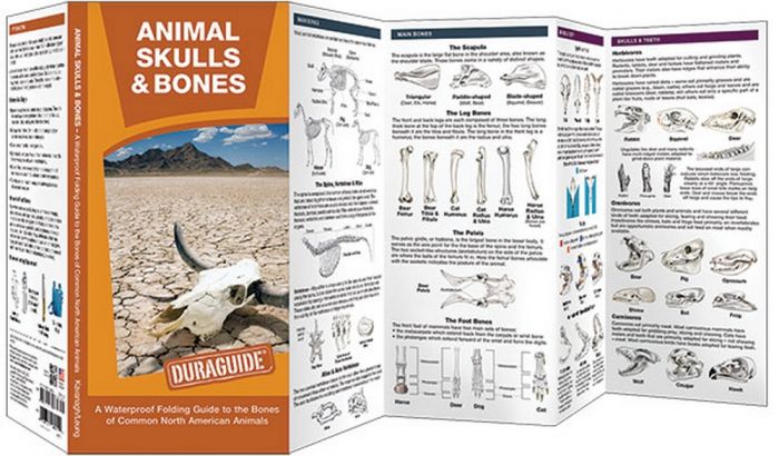 Animal Skulls & Bones: A Waterproof Pocket Guide to the Bones of Common North American Animals (Duraguide®)