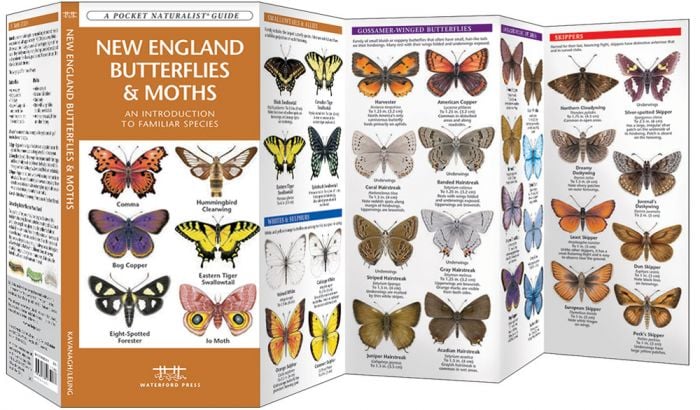 New England Butterflies & Moths (Pocket Naturalist® Guide)