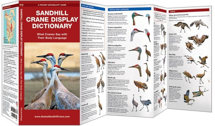 Sandhill Crane Display Dictionary (Pocket Naturalist® Guide).