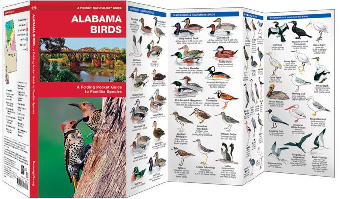 Alabama Birds (Pocket Naturalist® Guide).