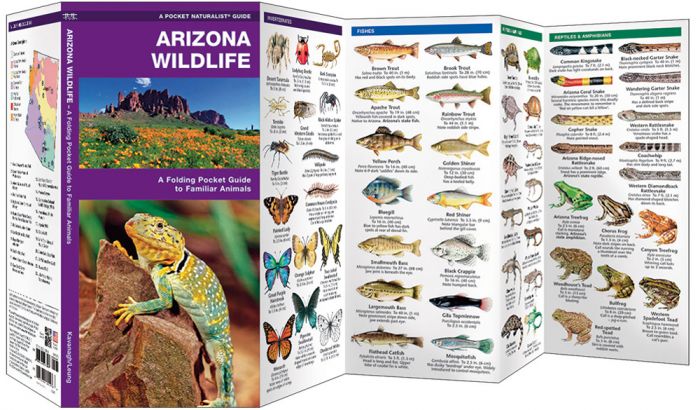 Arizona Wildlife (Pocket Naturalist® Guide)