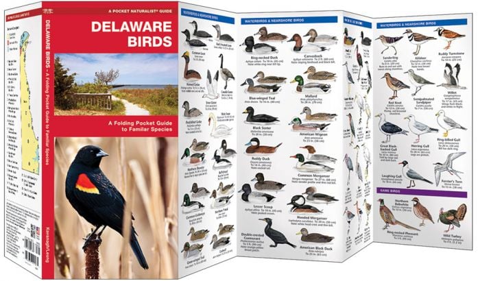 Delaware Birds (Pocket Naturalist® Guide).