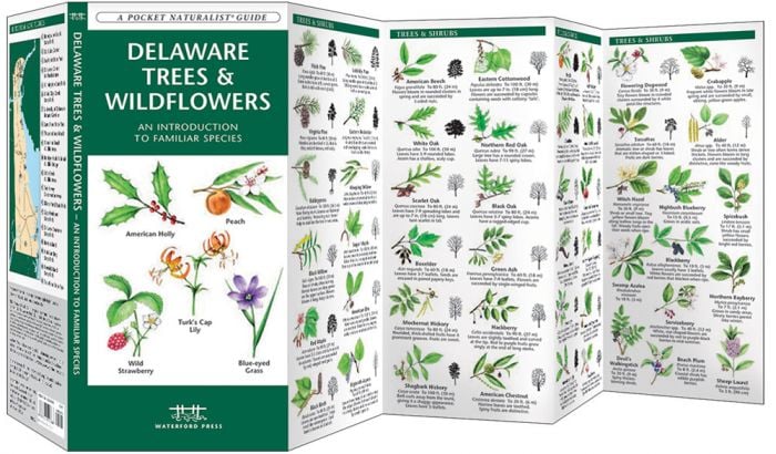 Delaware Trees & Wildflowers (Pocket Naturalist® Guide).