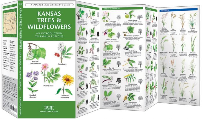 Kansas Trees & Wildflowers (Pocket Naturalist® Guide)