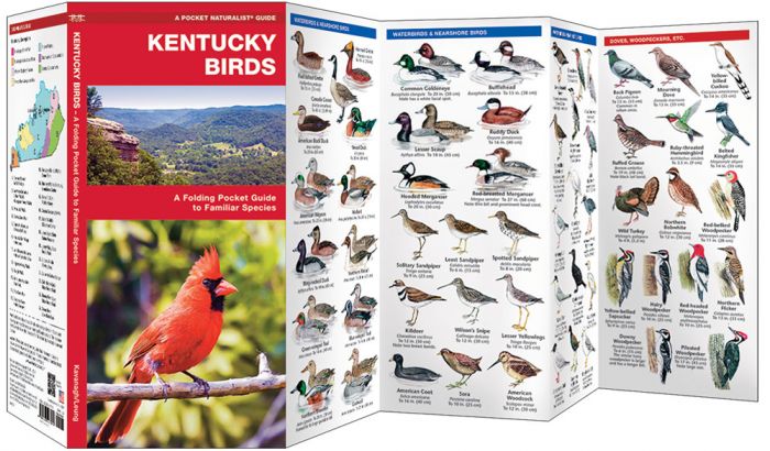 Kentucky Birds (Pocket Naturalist® Guide)