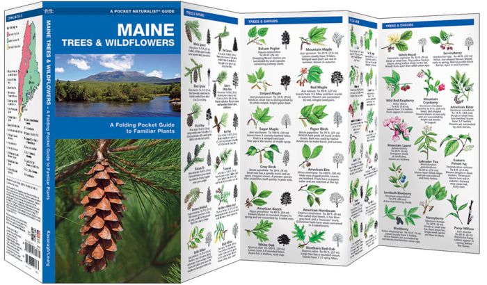 Maine Trees & Wildflowers (Pocket Naturalist® Guide).