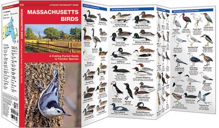 Massachusetts Birds (Pocket Naturalist® Guide)