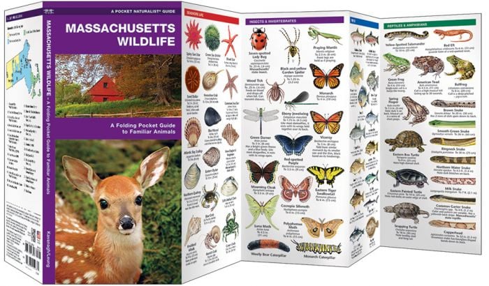 Massachusetts Wildlife (Pocket Naturalist® Guide)