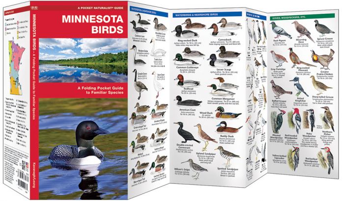 Minnesota Birds (Pocket Naturalist® Guide)