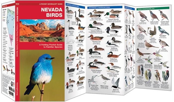 Nevada Birds (Pocket Naturalist® Guide).