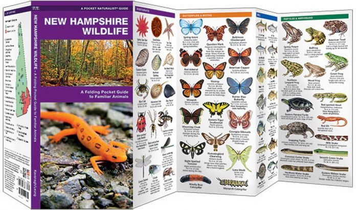 New Hampshire Wildlife (Pocket Naturalist® Guide)