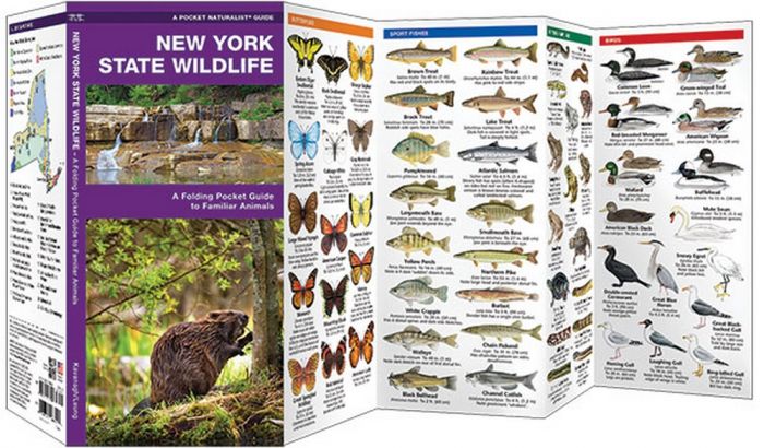 New York State Wildlife (Pocket Naturalist® Guide)