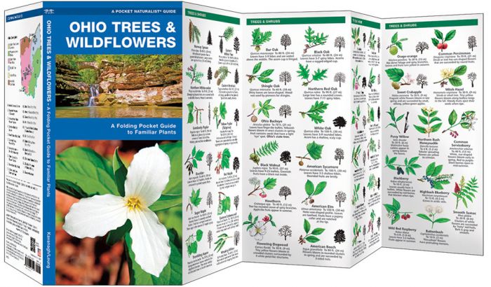 Ohio Trees & Wildflowers (Pocket Naturalist® Guide)