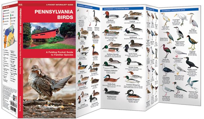 Pennsylvania Birds (Pocket Naturalist® Guide)