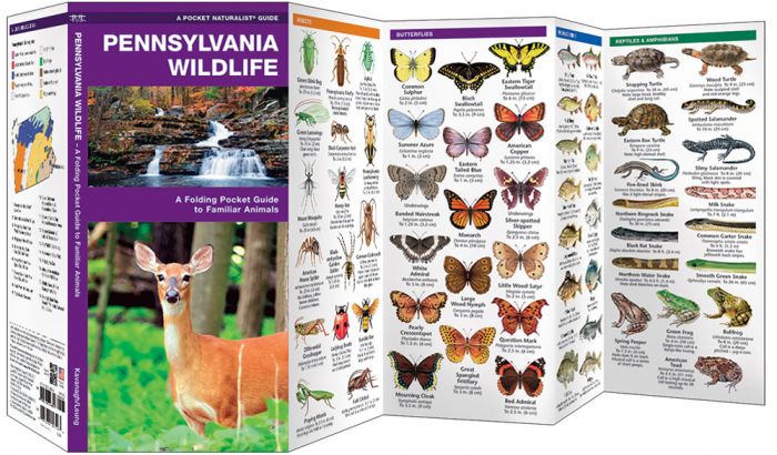 Pennsylvania Wildlife (Pocket Naturalist® Guide)