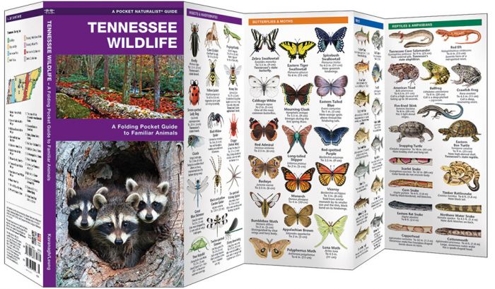 Tennessee Wildlife (Pocket Naturalist® Guide)