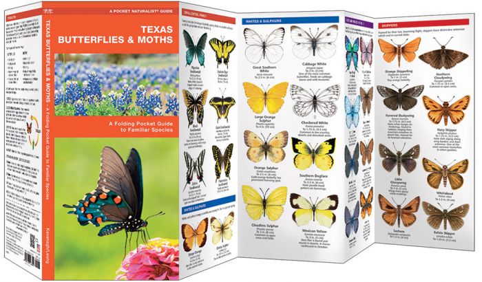 Texas Butterflies & Moths (Pocket Naturalist® Guide).
