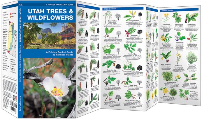 Utah Trees & Wildflowers (Pocket Naturalist® Guide)