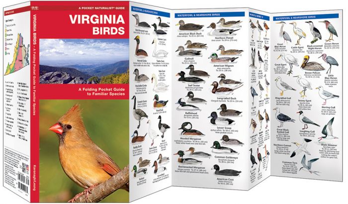 Virginia Birds (Pocket Naturalist® Guide).
