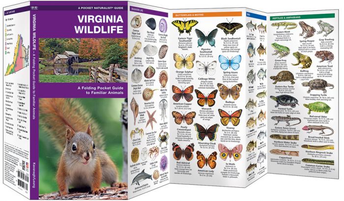 Virginia Wildlife (Pocket Naturalist® Guide).