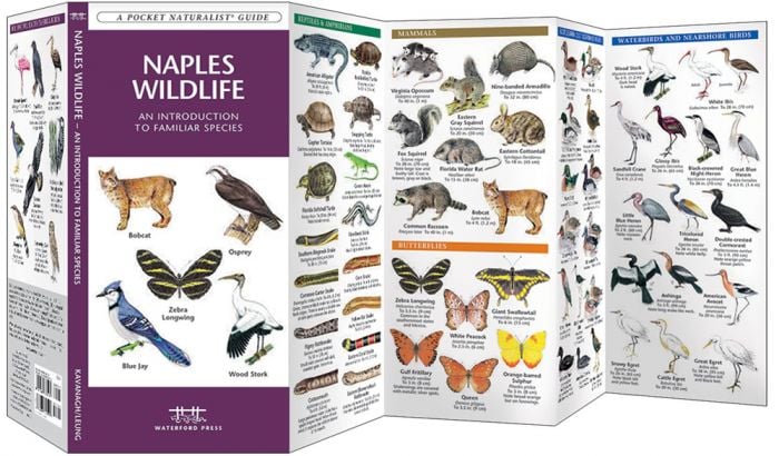 Naples Wildlife (Pocket Naturalist® Guide)