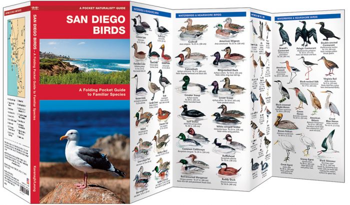 San Diego Birds (Pocket Naturalist® Guide)