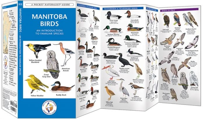 Manitoba Birds (Pocket NaturalistÃƒâ€šÃ‚Â® Guide).