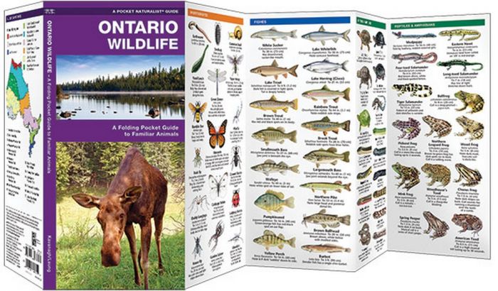 Ontario Wildlife, 2nd Edition (Pocket Naturalist® Guide)