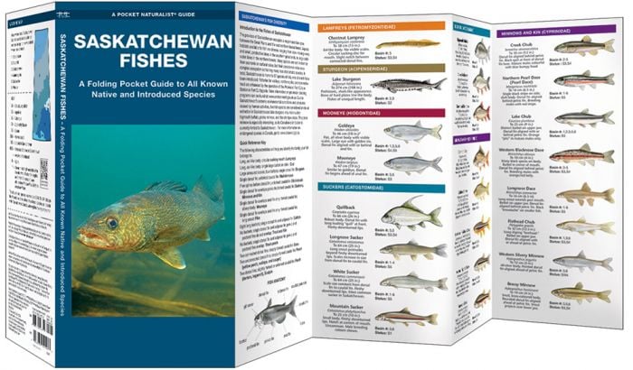 Saskatchewan Fishes (Pocket NaturalistÃƒâ€šÃ‚Â® Guide).