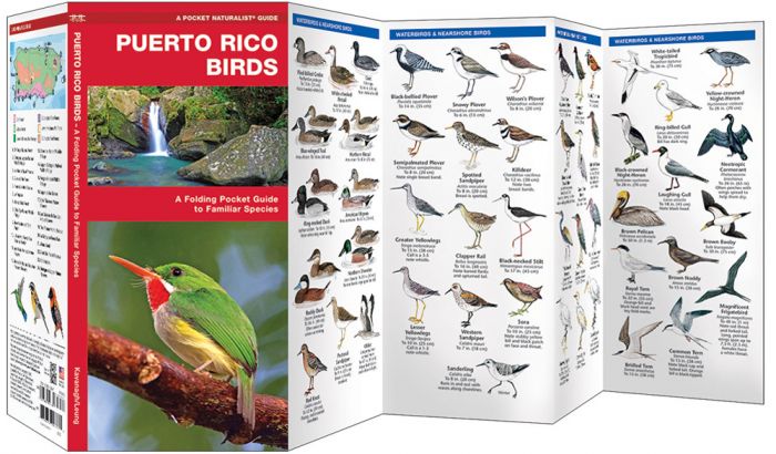 Puerto Rico Birds (Pocket NaturalistÃƒâ€šÃ‚Â® Guide). 