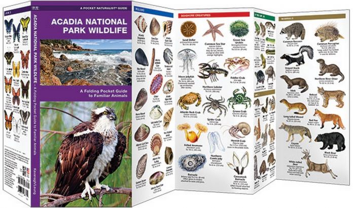 Acadia National Park Wildlife (Pocket Naturalist® Guide)