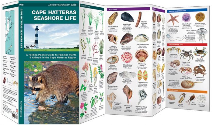 Cape Hatteras Seashore Life (Pocket NaturalistÃƒâ€šÃ‚Â® Guide). 