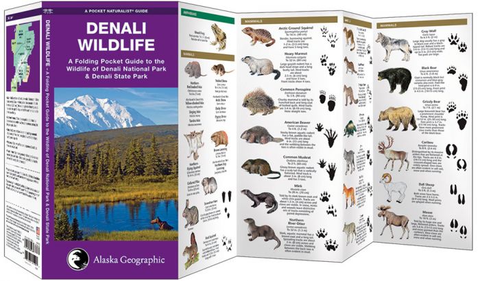 Denali Wildlife (Pocket NaturalistÃƒâ€šÃ‚Â® Guide). 