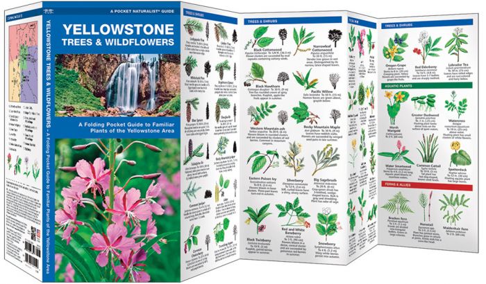 Yellowstone Trees & Wildflowers (Pocket NaturalistÃƒâ€šÃ‚Â® Guide). 