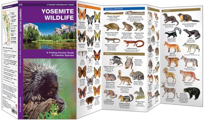 Yosemite Wildlife (Pocket NaturalistÃƒâ€šÃ‚Â® Guide). 