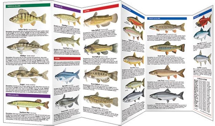 Bass & Freshwater Game Fish of North America (Pocket Fish ...