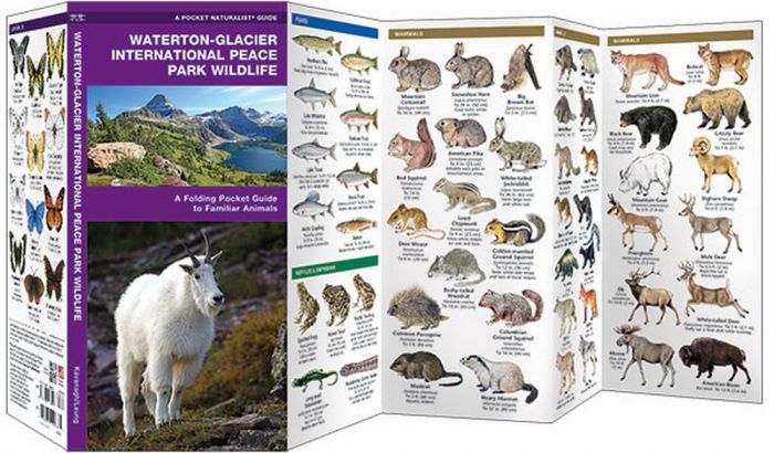 Waterton-Glacier International Peace Park Wildlife (Pocket Naturalist® Guide)