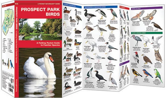 Prospect Park Birds (Pocket Naturalist® Guide)