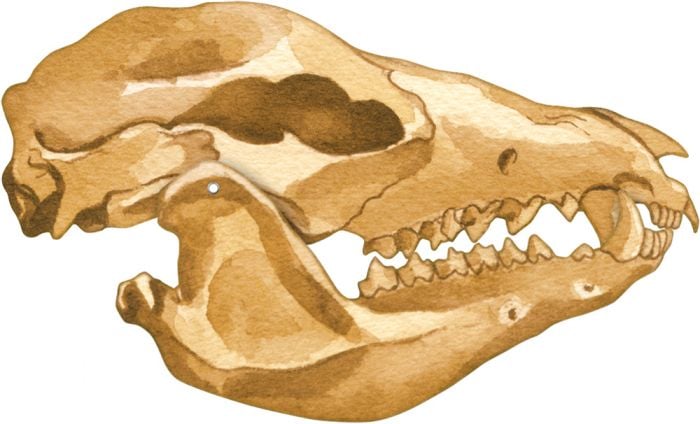 Opossum Skull Model®.