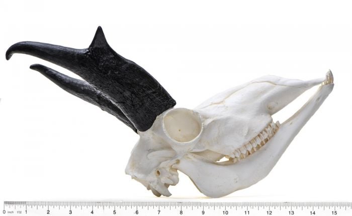 Antelope (Pronghorn) Skull Replica