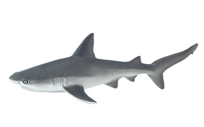 Shark (Gray Reef) Model